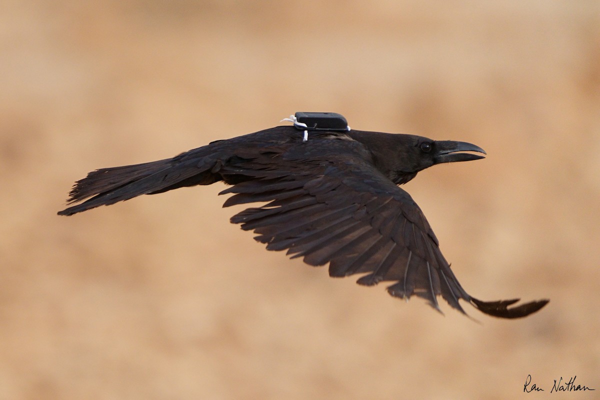 Brown-necked Raven - Ran Nathan