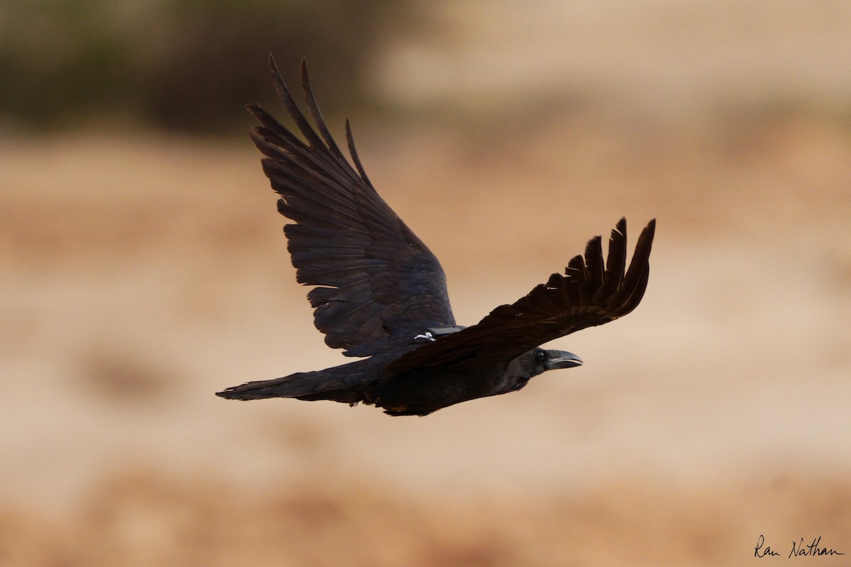 Brown-necked Raven - Ran Nathan