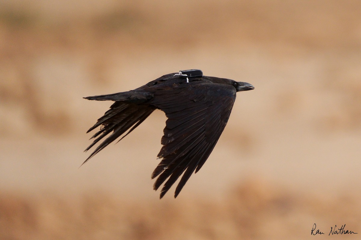 Brown-necked Raven - Ran Nathan