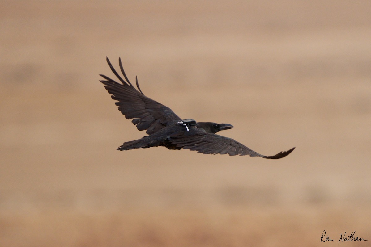 Brown-necked Raven - Ran Nathan