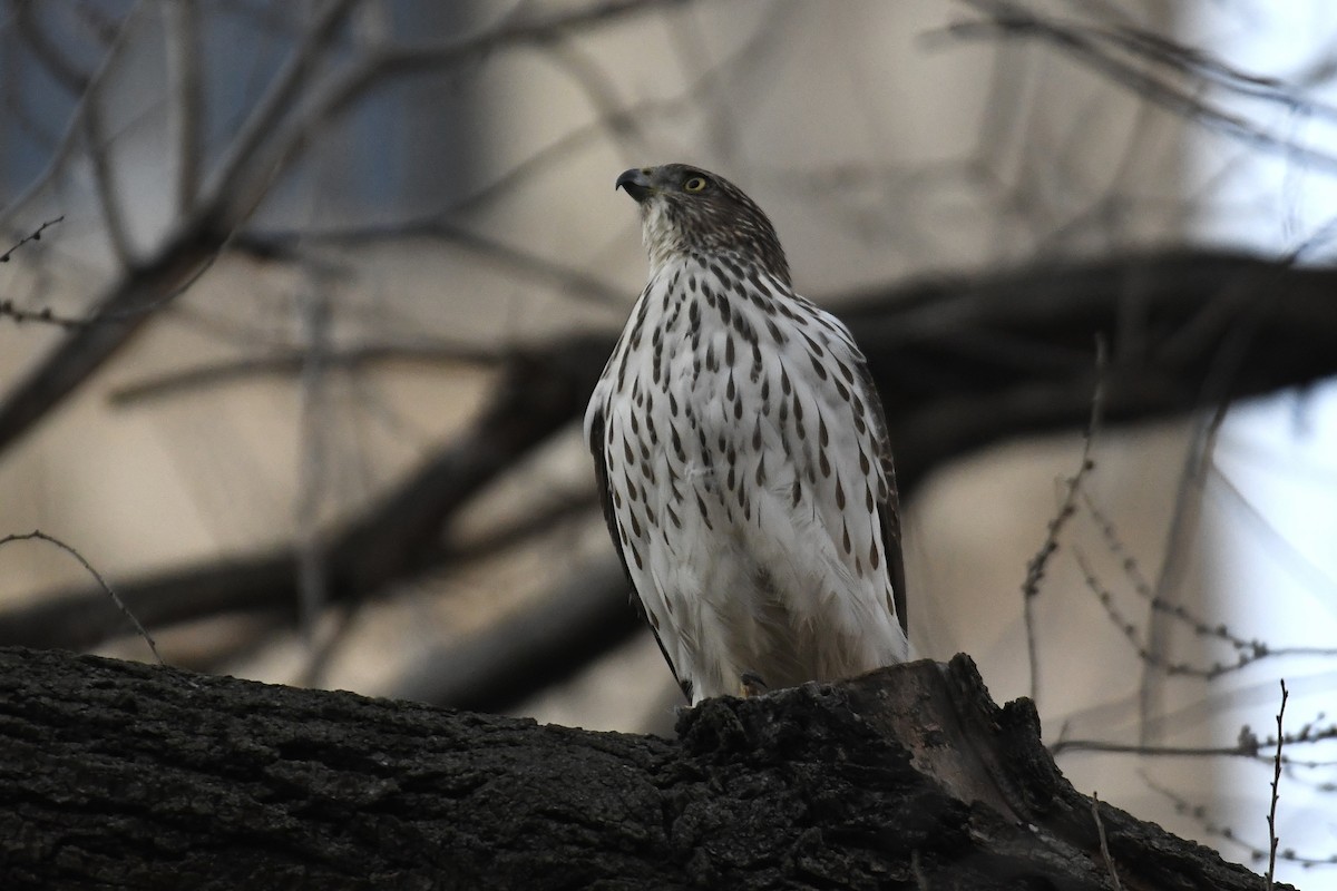 Cooper's Hawk - Tim Healy