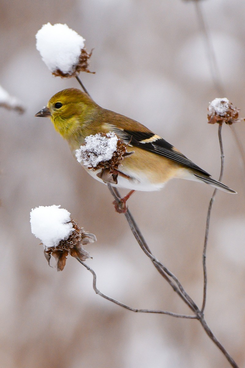 American Goldfinch - ML613393088