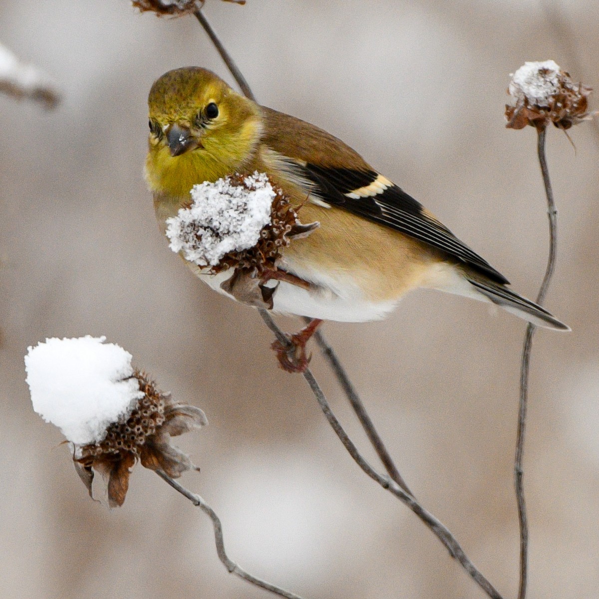 American Goldfinch - ML613393089