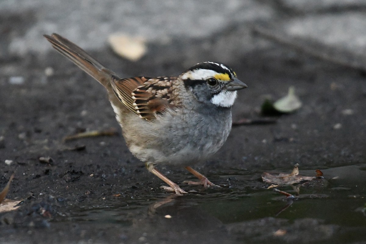 White-throated Sparrow - Tim Healy