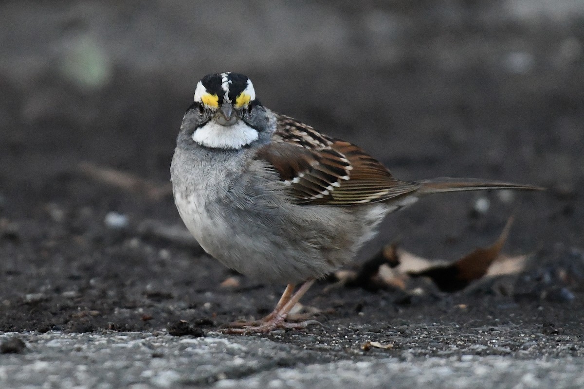 White-throated Sparrow - Tim Healy