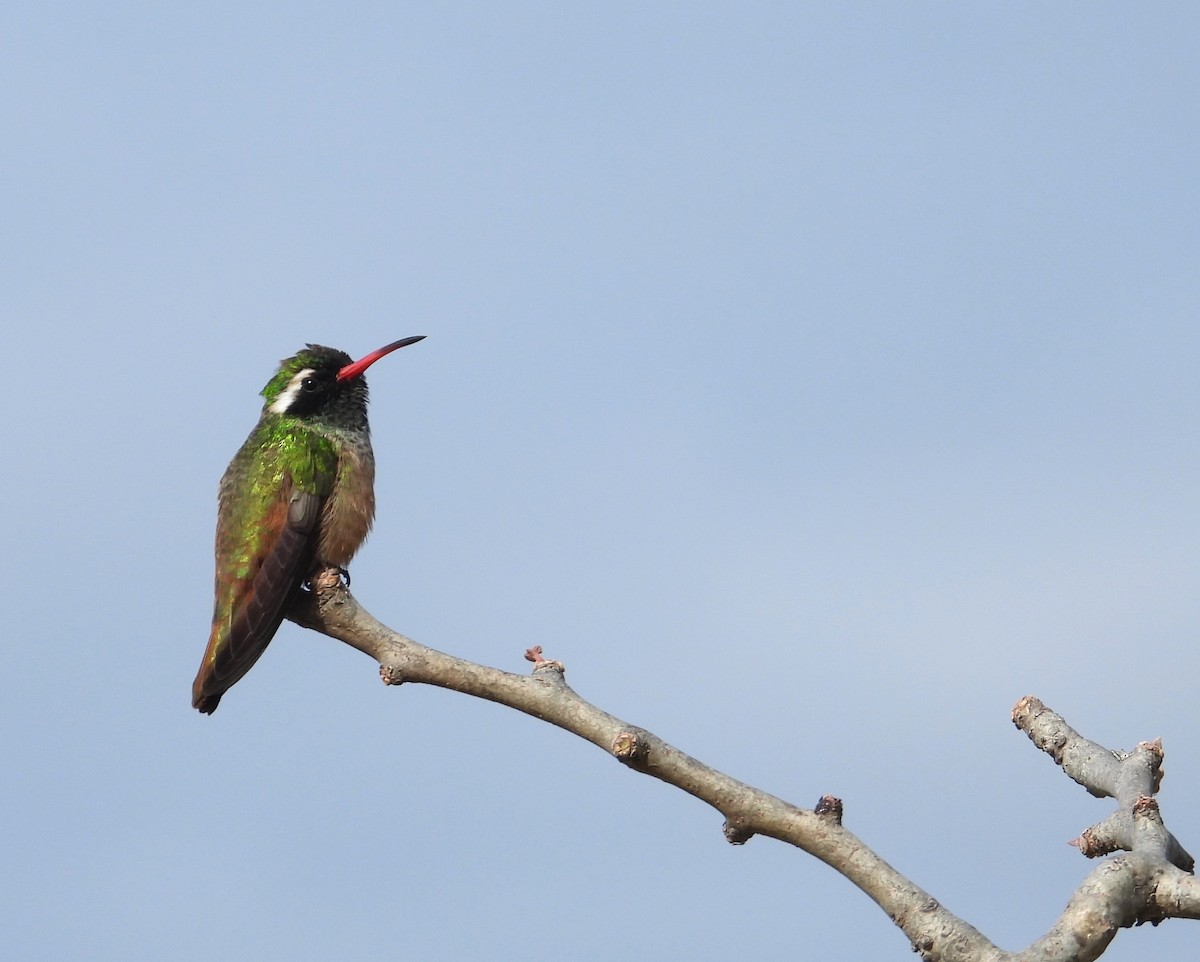 Xantus's Hummingbird - ML613393155