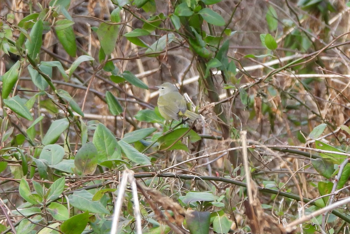 Orange-crowned Warbler - ML613393175