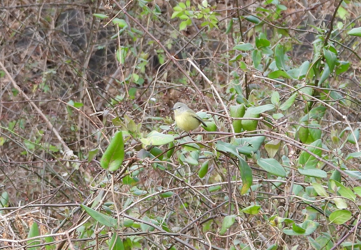 Orange-crowned Warbler - ML613393176