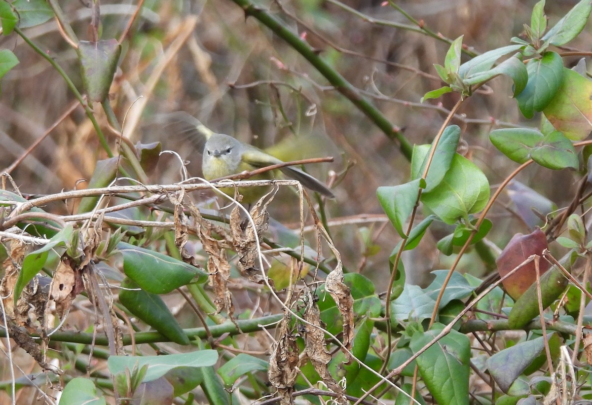 Orange-crowned Warbler - ML613393177