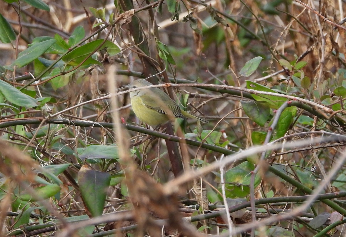 Orange-crowned Warbler - ML613393178