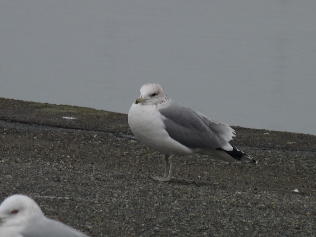 Gaviota Californiana - ML613393371