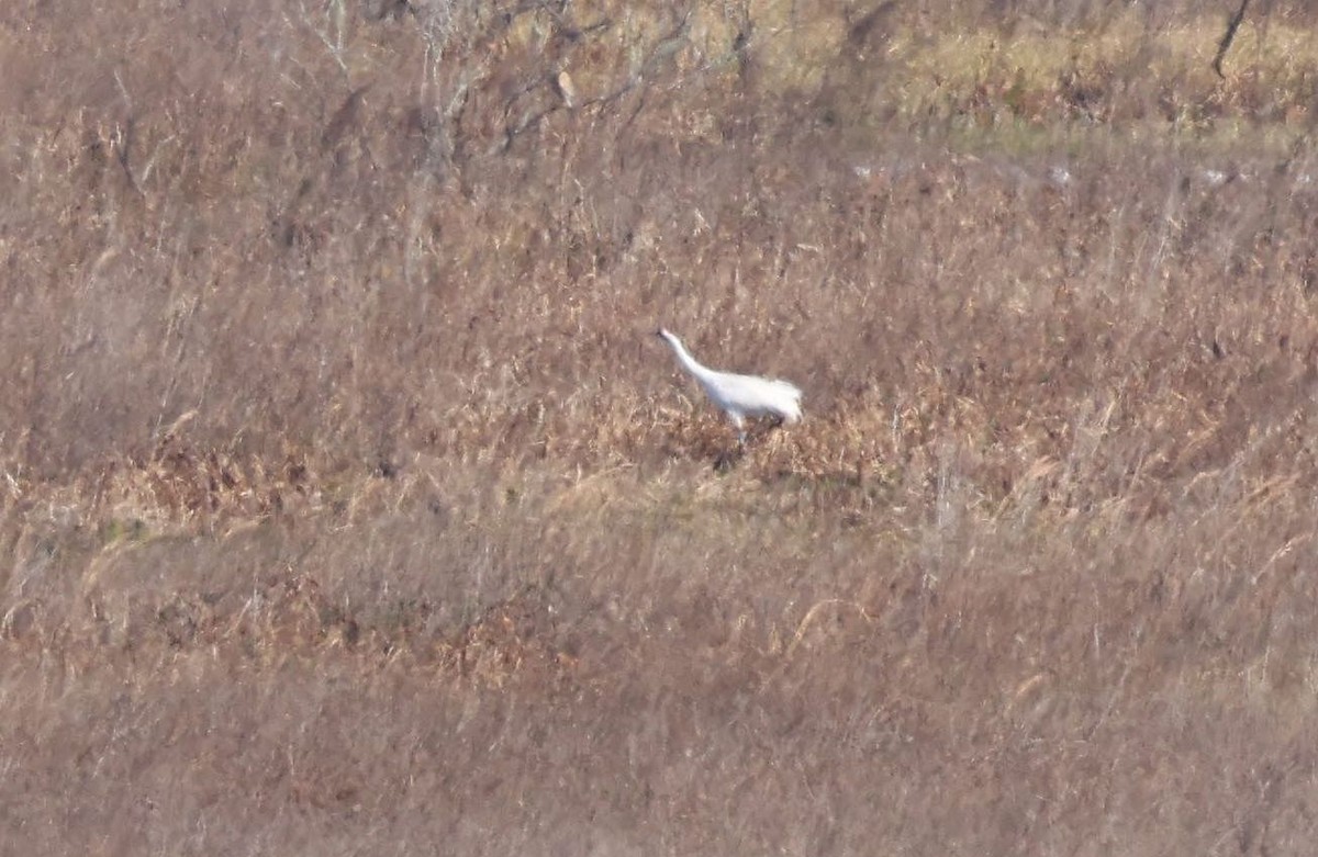 Whooping Crane - Matthew Brown