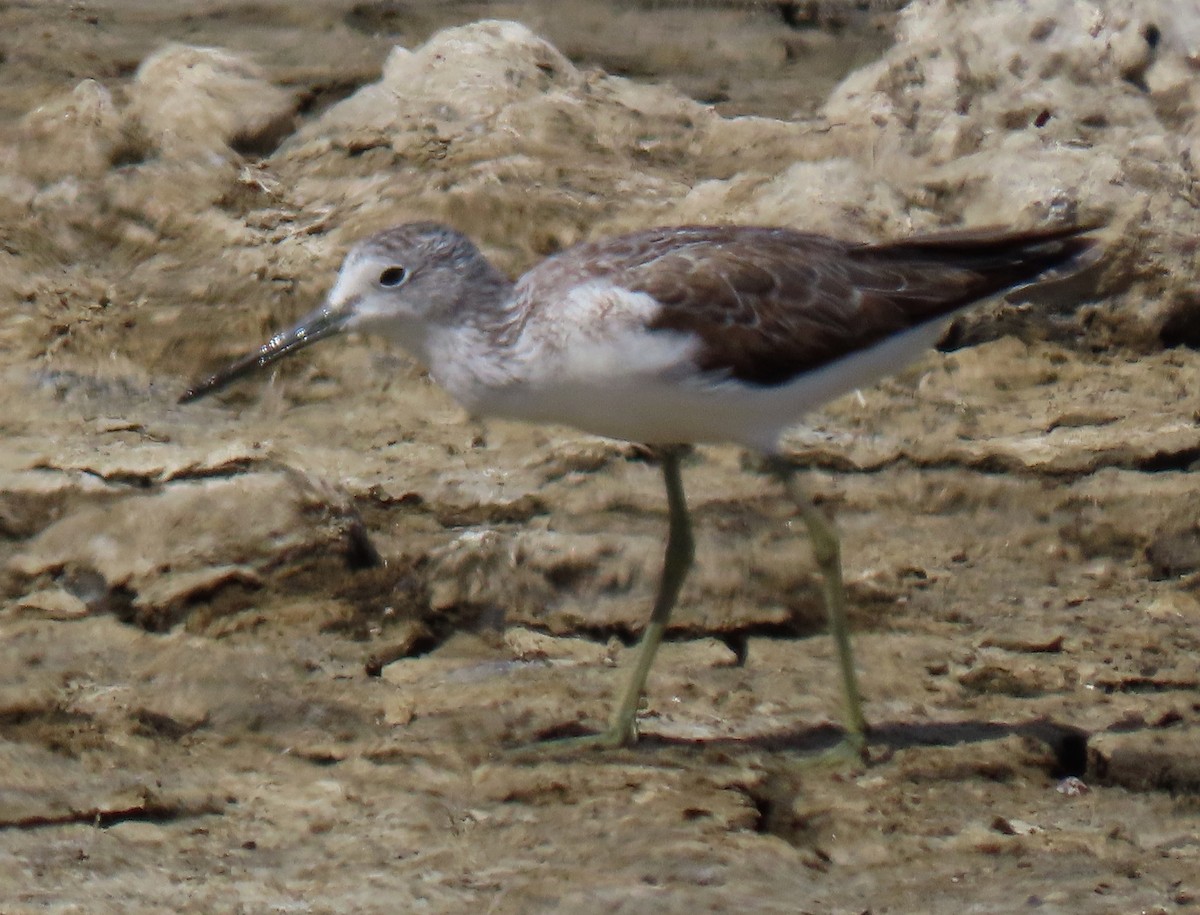 Common Greenshank - Peter J. Taylor