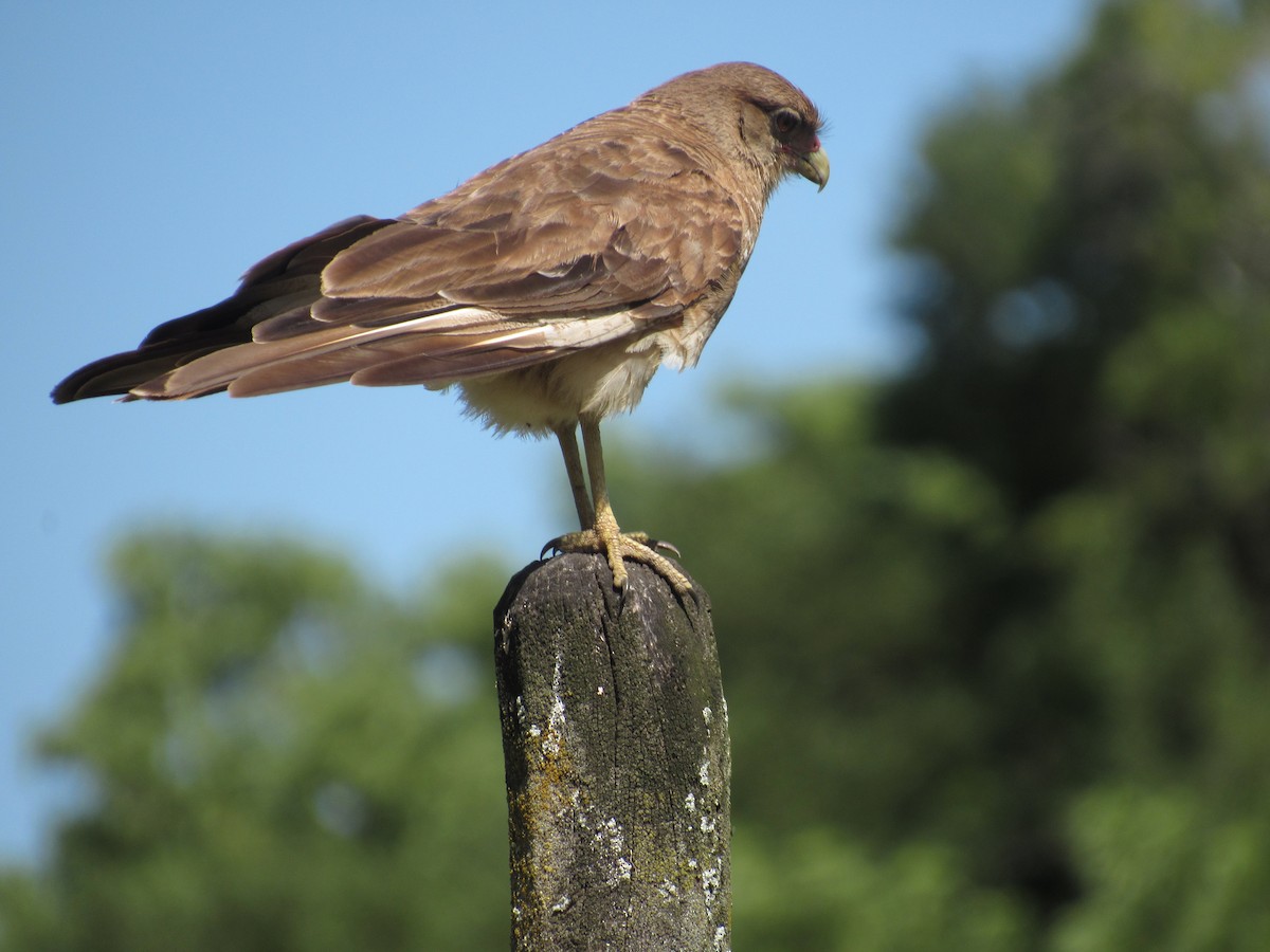 Chimango Caracara - ML613393435