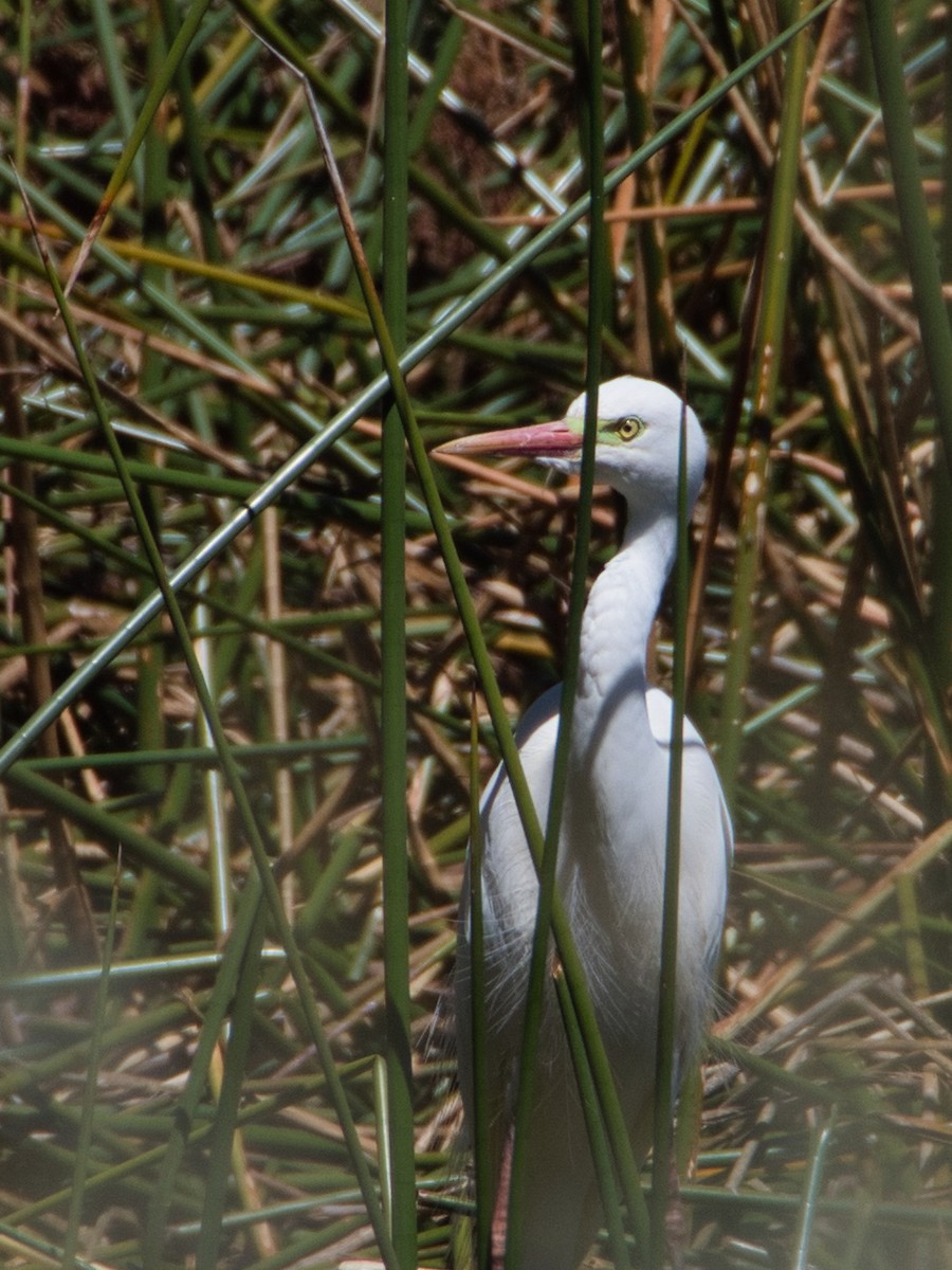 Plumed Egret - Steven Pike