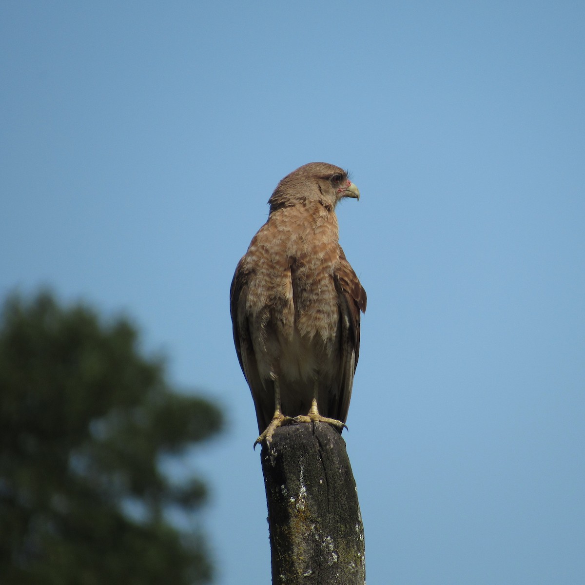 Chimango Caracara - ML613393487