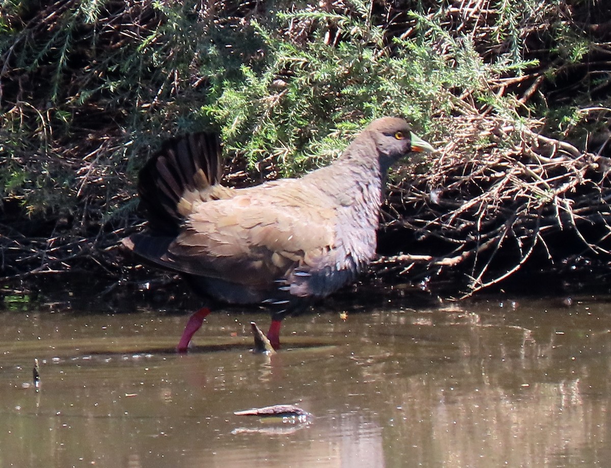 Black-tailed Nativehen - ML613393500