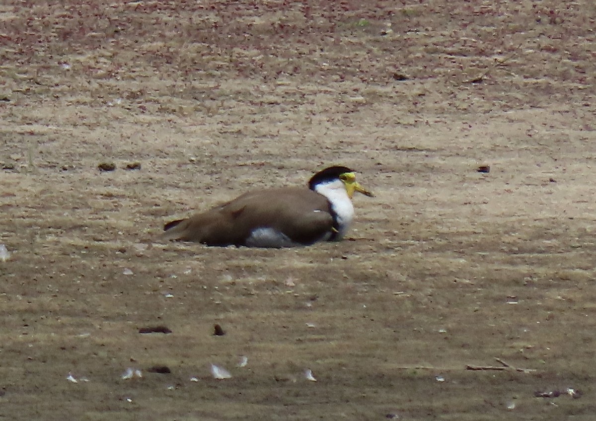 Masked Lapwing - ML613393511