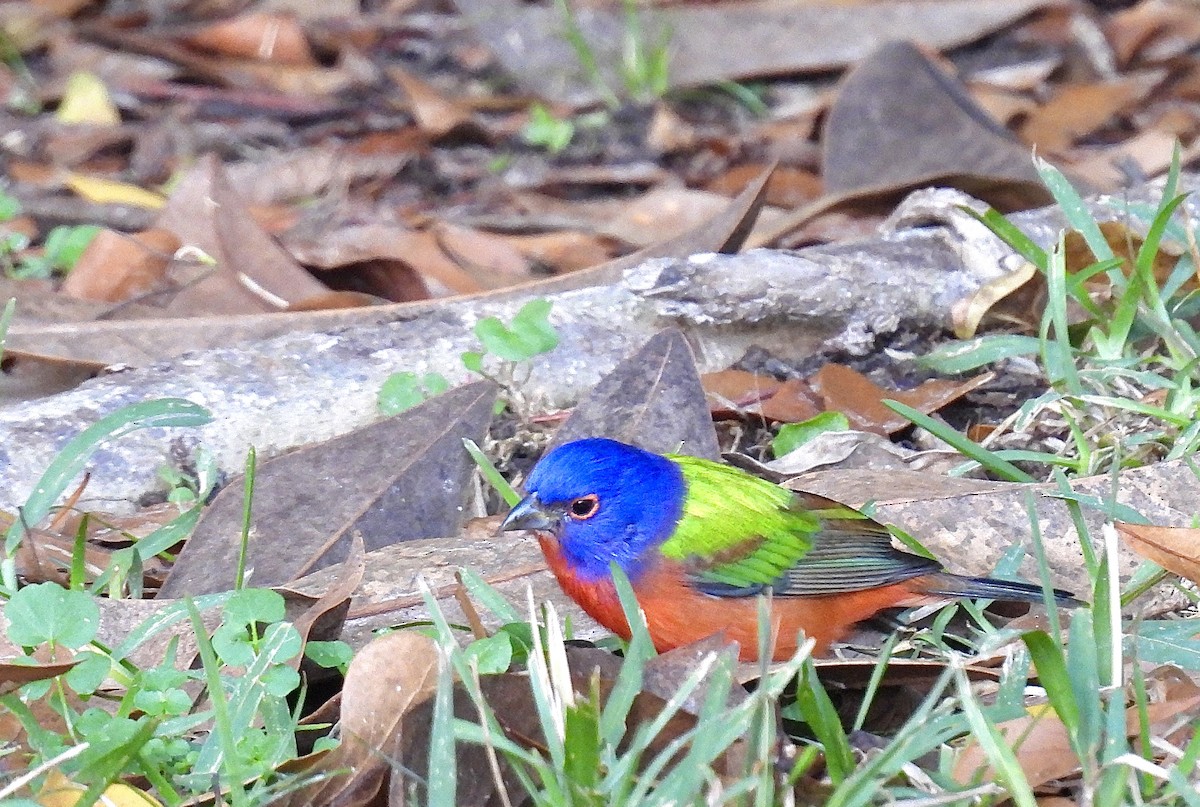 Painted Bunting - ML613393595