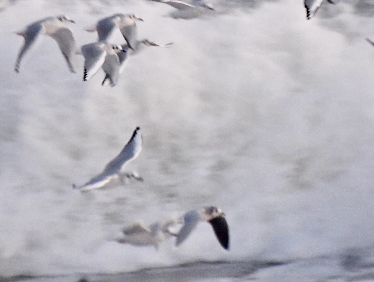 Little Gull - ML613393602