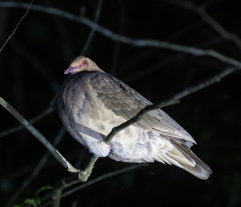 Ruddy Quail-Dove - ML613393679