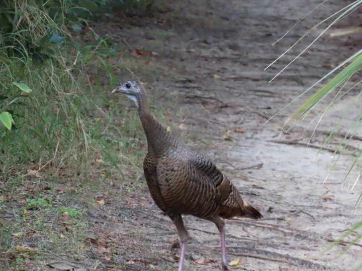 Wild Turkey - ML613393698