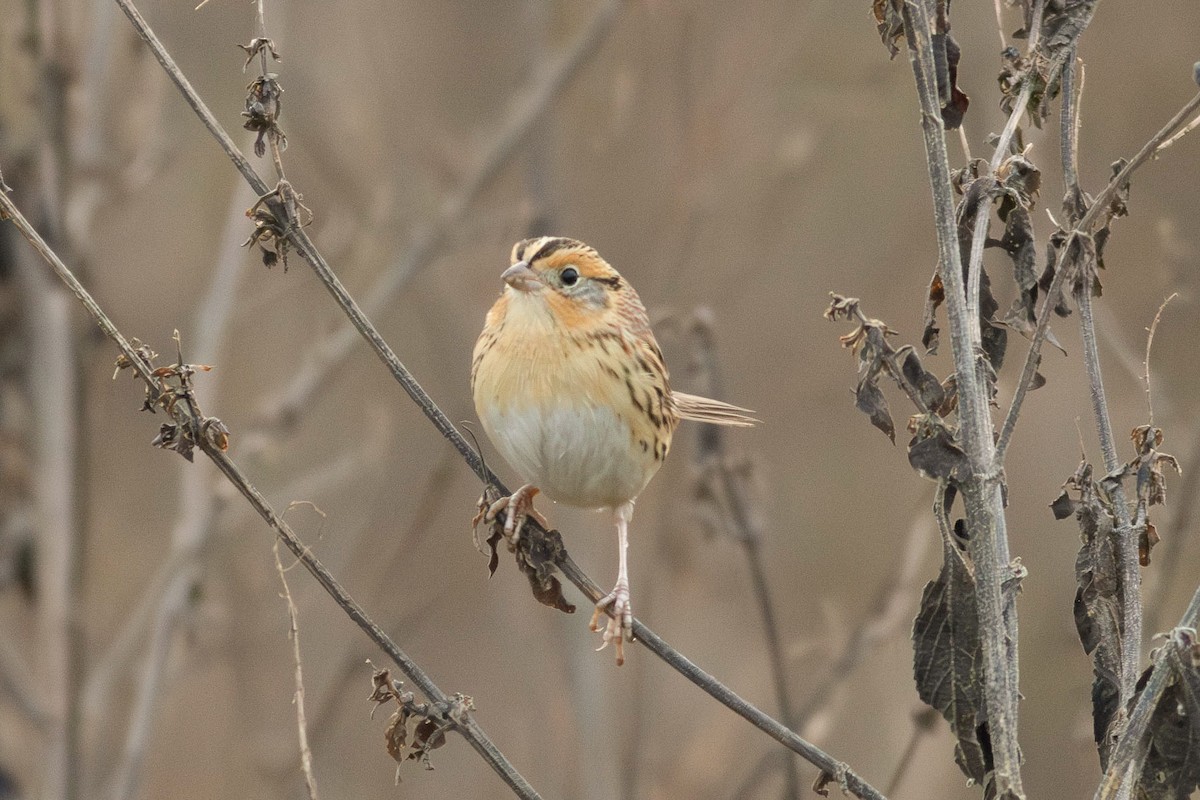 LeConte's Sparrow - ML613393713