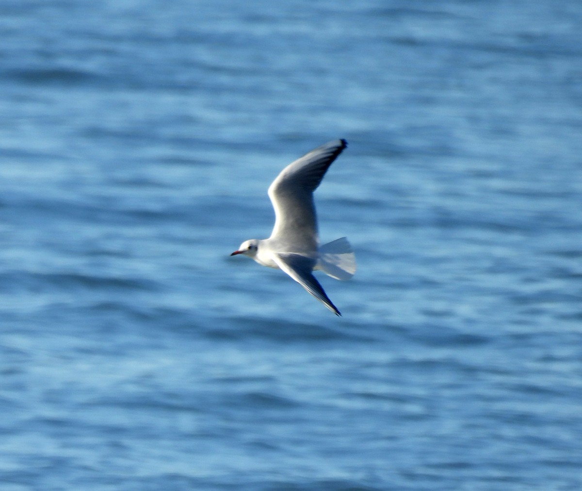 Black-headed Gull - Dallas Levey