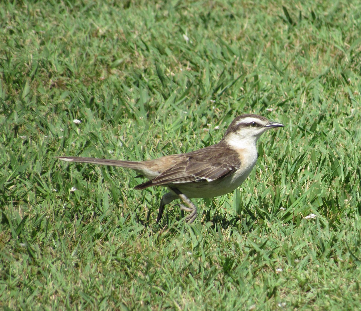 Chalk-browed Mockingbird - ML613393723