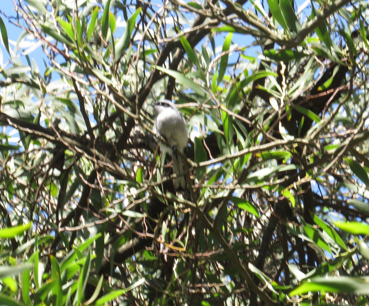 Masked Gnatcatcher - Jorge Miguel Ángel  Malidis