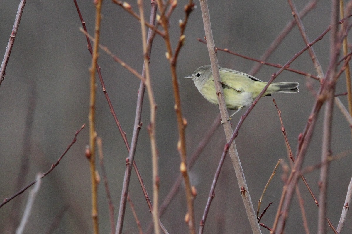 Orange-crowned Warbler - ML613393765