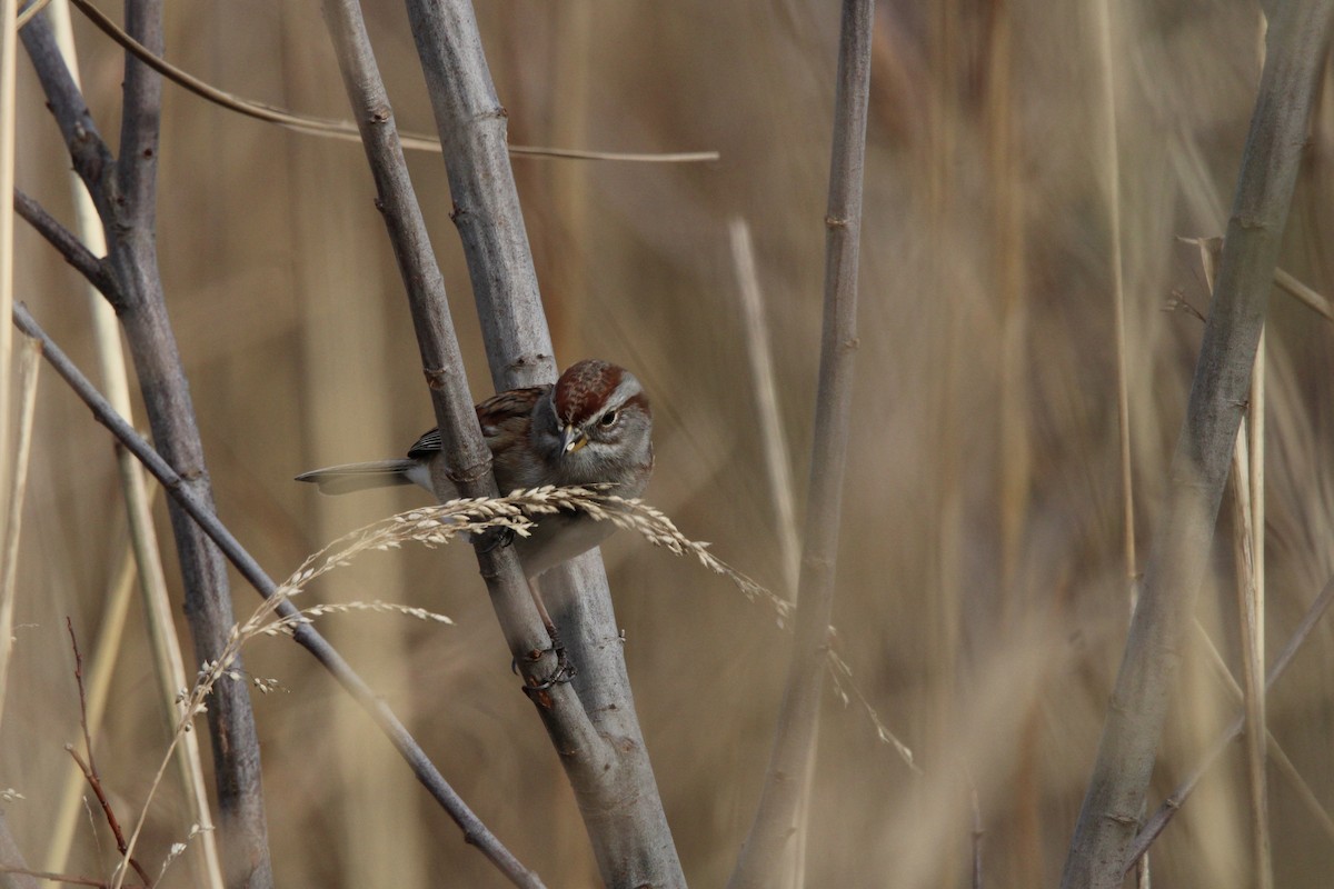 American Tree Sparrow - ML613393781