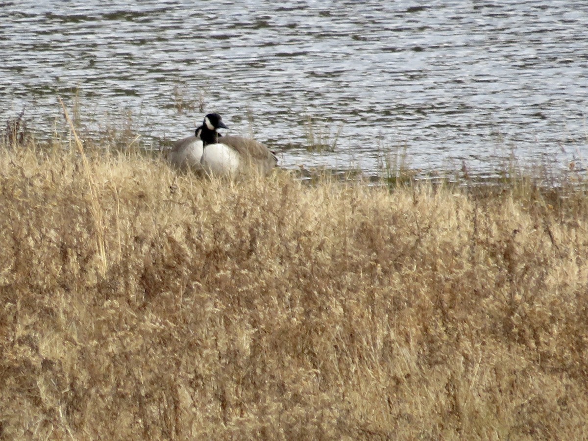 Canada Goose - ML613393807