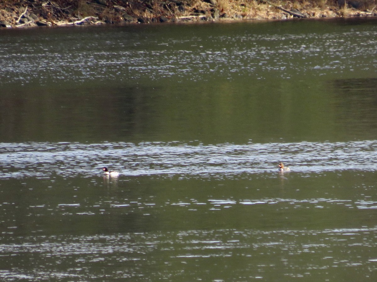 Common Merganser - ML613393839