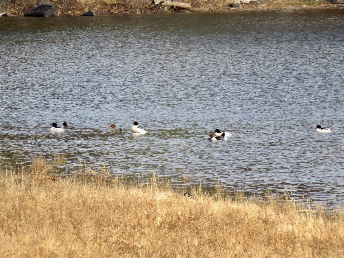 Common Merganser - ML613393845