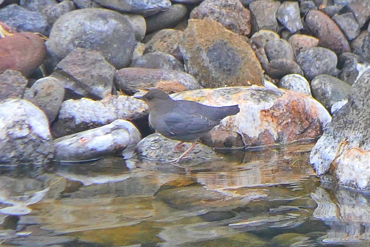 American Dipper - ML613393909