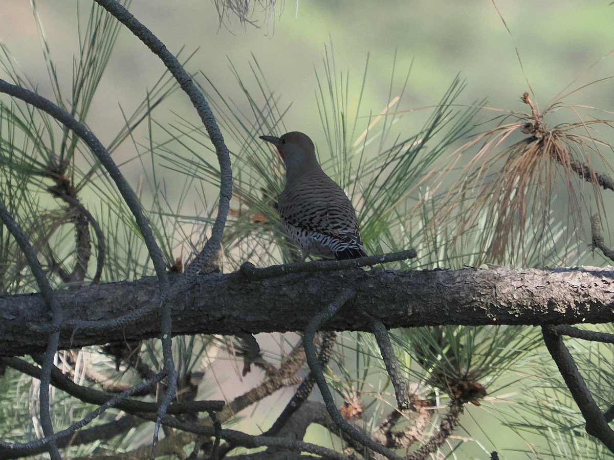 Northern Flicker (Red-shafted) - ML613393971