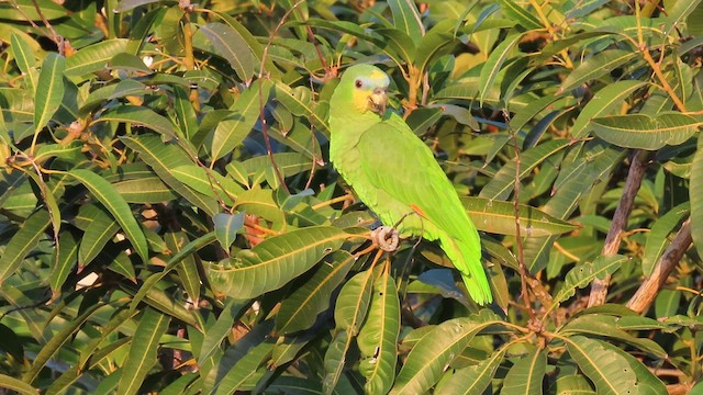 Orange-winged Parrot - ML613393982