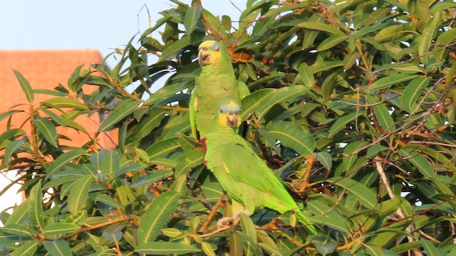 Orange-winged Parrot - ML613393987