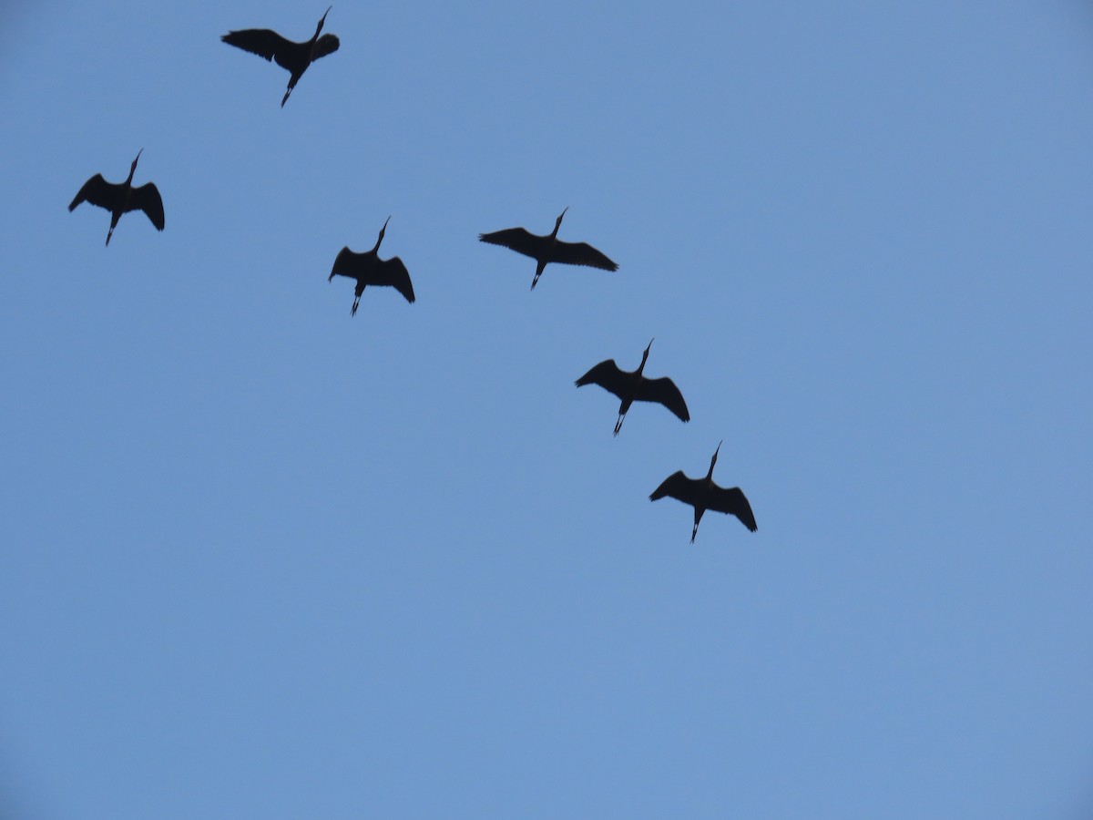 ibis hnědý - ML613393998
