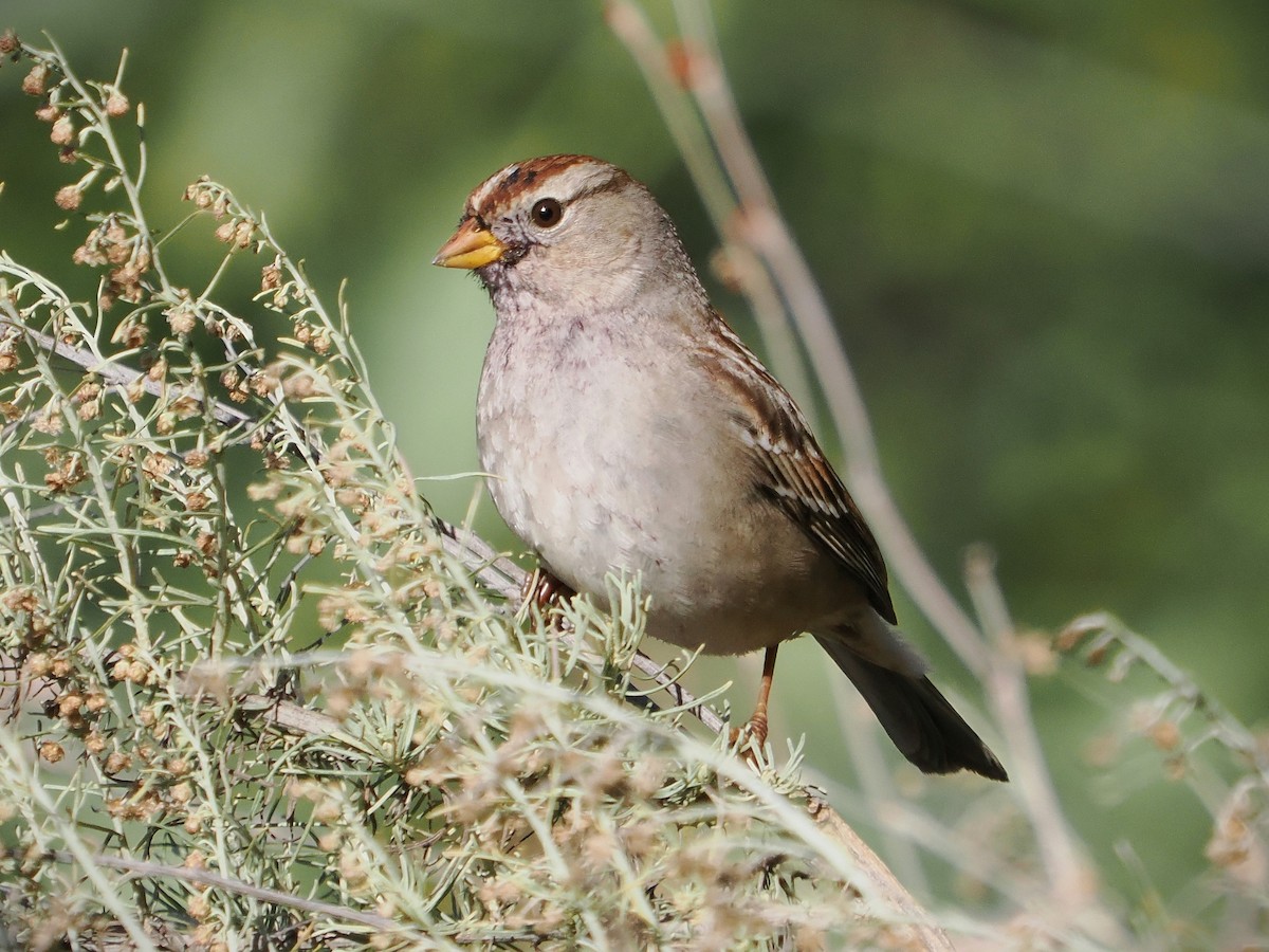 White-crowned Sparrow (Gambel's) - ML613394141