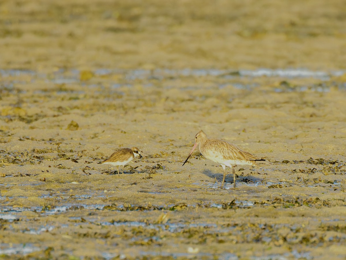 Bar-tailed Godwit - ML613394235