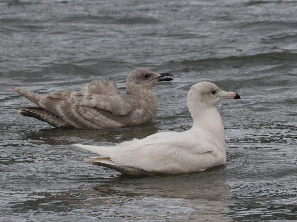 Glaucous Gull - ML613394304