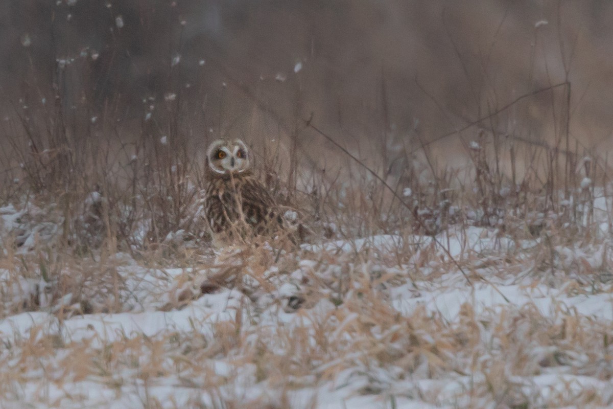 Short-eared Owl - Rich Kelley