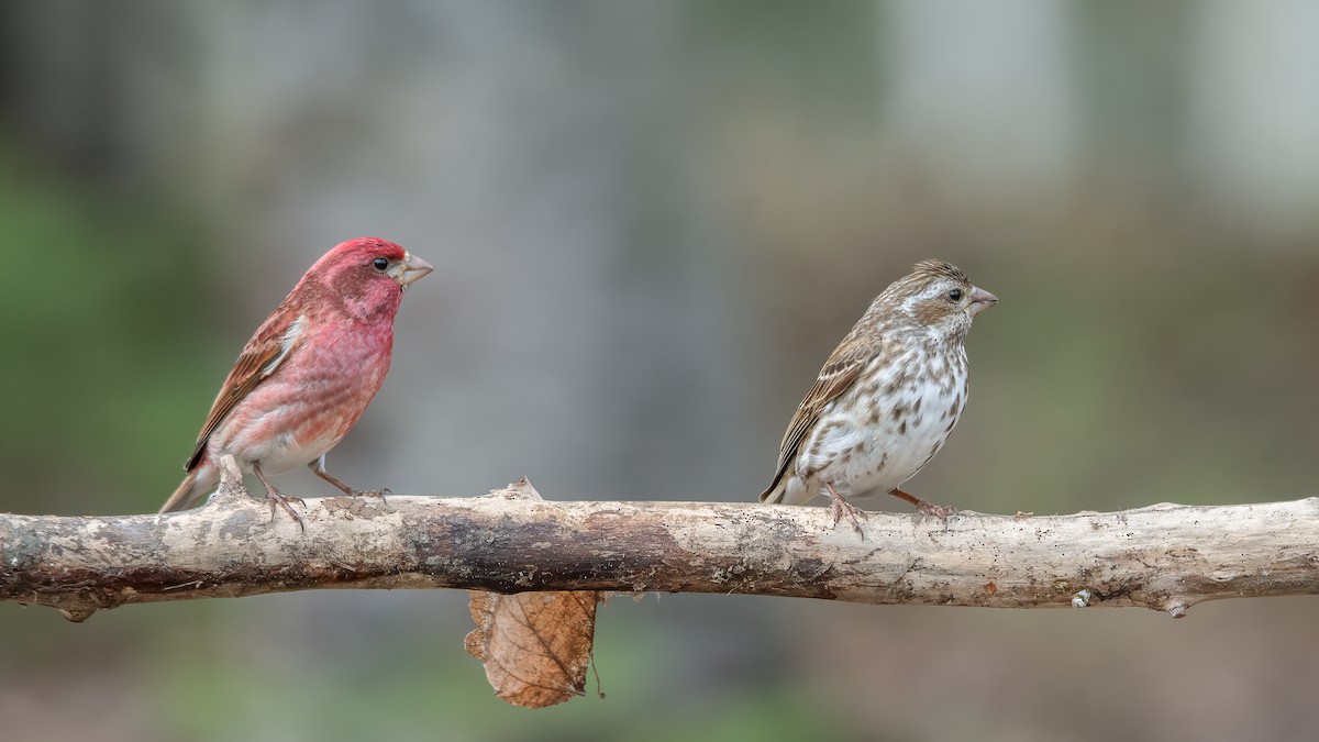 Purple Finch - ML613394378