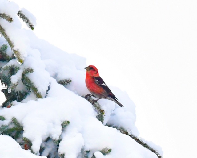 Тольт солбин хошуут - ML613394379