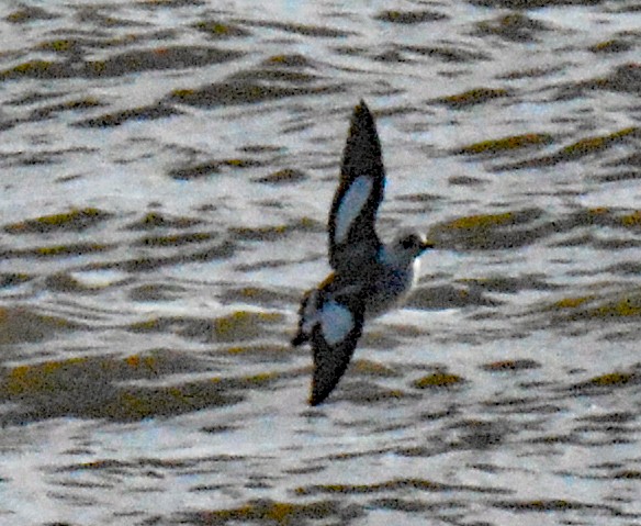 Black Guillemot - ML613394421