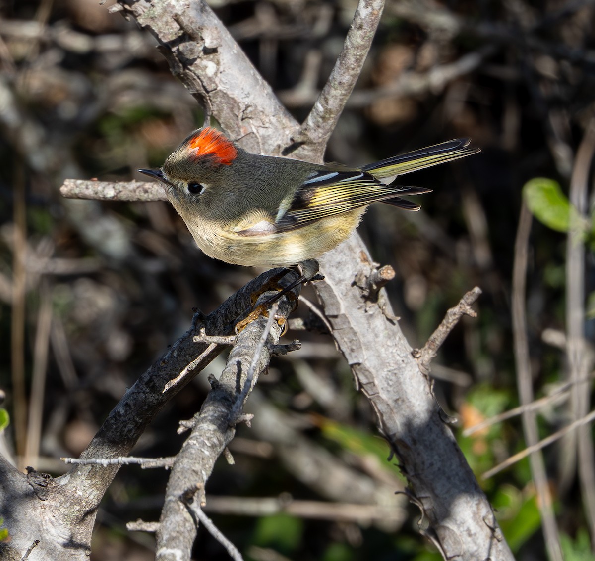 ML613394423 - Ruby-crowned Kinglet - Macaulay Library