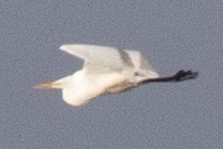 Great Egret - ML613394496