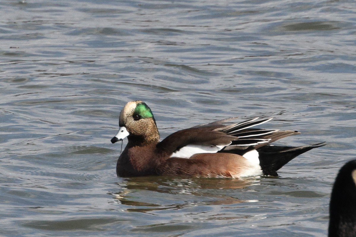 American Wigeon - ML613394572